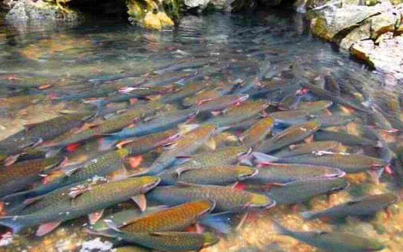 Đặc điểm của suối cá Cẩm Thủy
